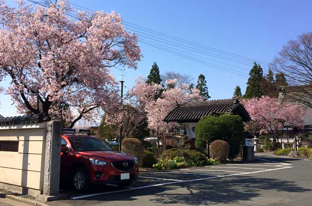 光台寺の桜