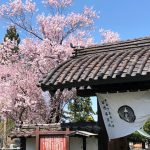 光台寺の桜