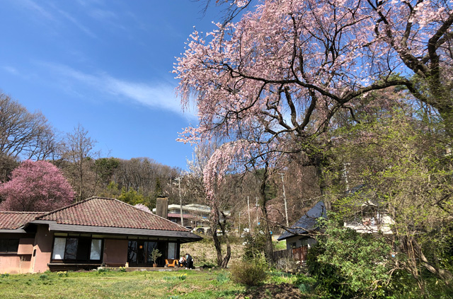 愛宕下の庭にある桜