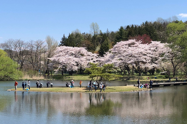 高松の池と桜