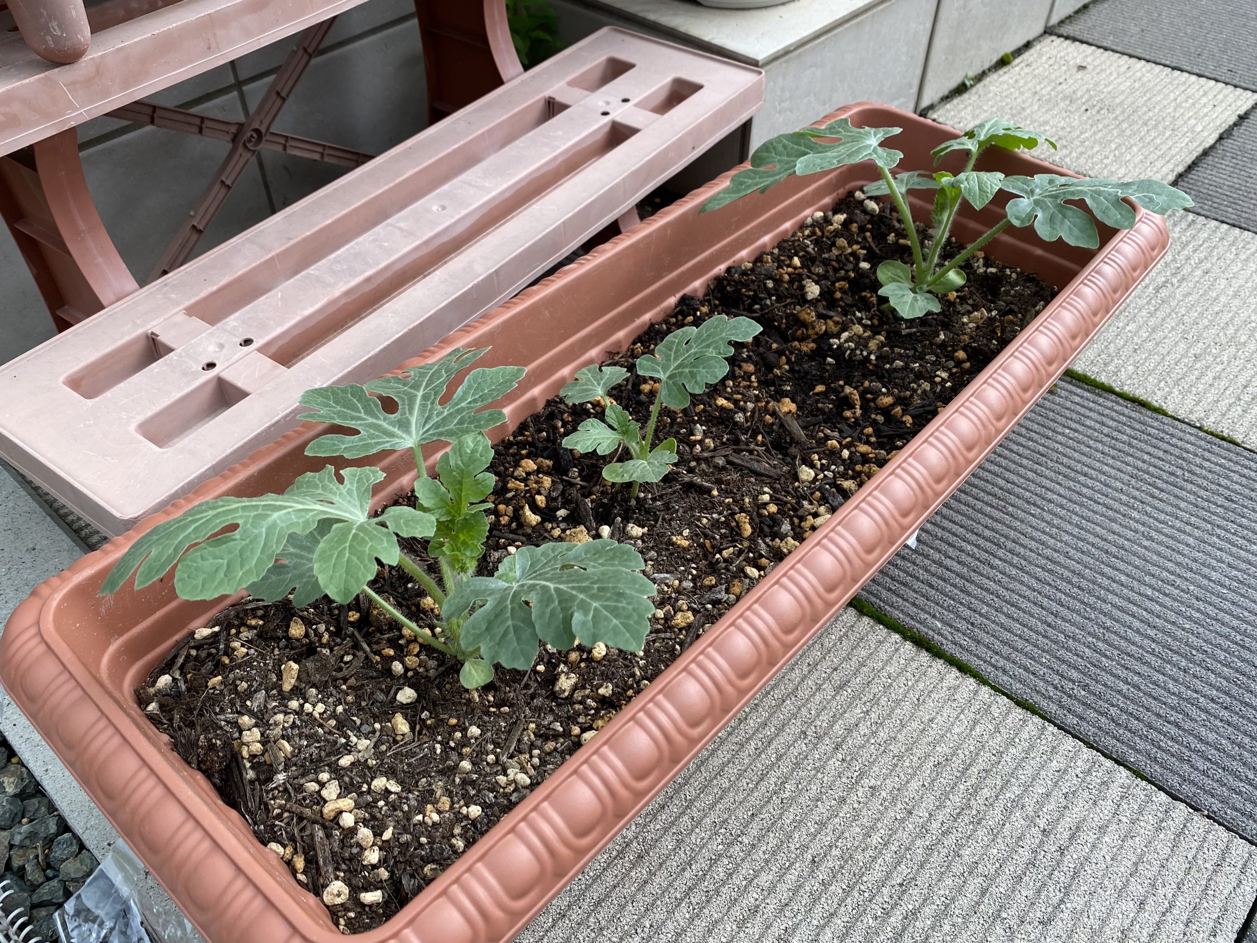 食べたスイカの種を植えて育ててみた結果 南国スキーぶろぐ ｚ